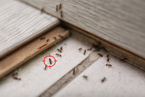 Best Flea Control Services  in Longview Heights, WA